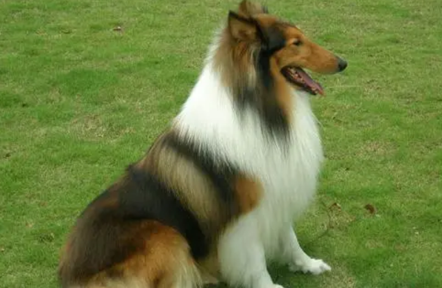 苏格兰牧羊犬好养吗