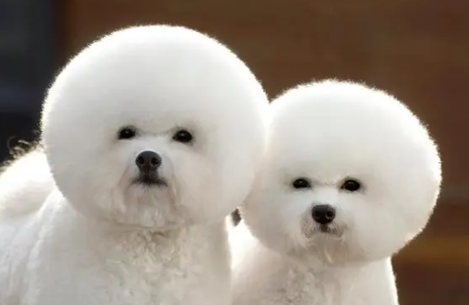 容易训练的小型犬 容易训练的小型犬