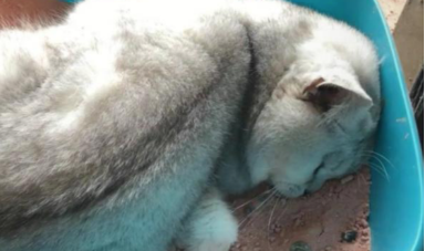 主人被隔离，放一堆猫粮，让猫自食其力，回家后悔自己做错了