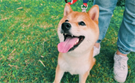 柴犬脚掌是什么颜色？如何饲养柴犬？