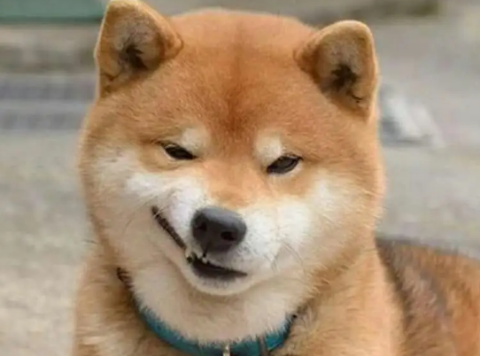 柴犬腿长好还是腿短好？当然是腿越长越好看