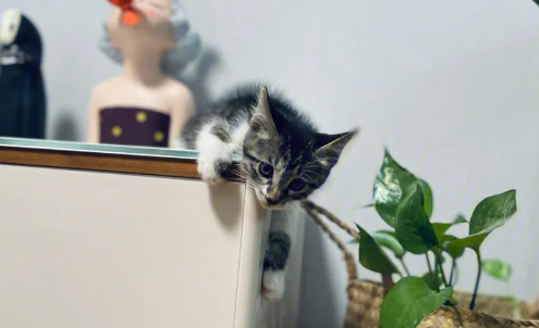 家里有猫想备孕怎么办？家里有宠物猫想要备孕怎么办？
