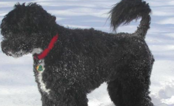 葡萄牙水犬喜欢吃什么? 葡萄牙水犬喜欢吃什么?