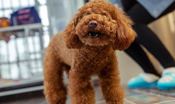 贵宾犬和泰迪是一样品种吗