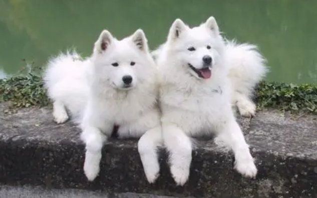 萨摩耶幼犬生病的症状有哪些？想养的铲屎官看看