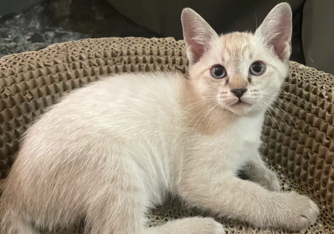 暹罗虎斑猫是什么品种