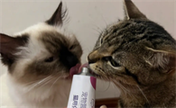 猫咪掉毛用什么药好