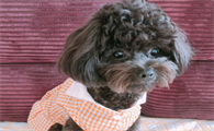 什么颜色的泰迪犬最贵