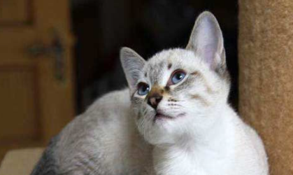 虎斑暹罗猫性格?暹罗猫性格的详细分析 虎斑暹罗猫性格?暹罗猫性格的详细分析