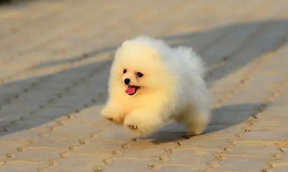 博美狗狗图片大全大图