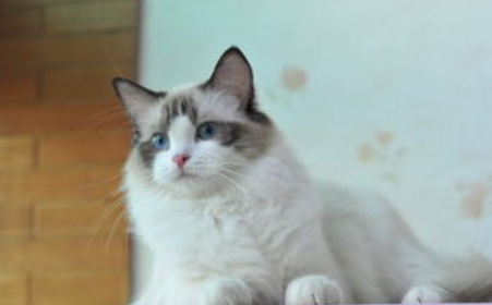 猫咪跑酷怎么办?猫咪跑酷的时候会撞伤自己吗? 猫咪跑酷怎么办?猫咪跑酷的时候会撞伤自己吗?