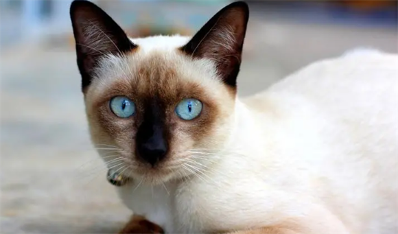 暹罗猫白天睡觉吗?暹罗猫的睡眠时长 暹罗猫白天睡觉吗?暹罗猫的睡眠时长