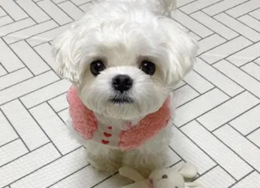 马尔济斯犬价格多少 马尔济斯犬价格多少