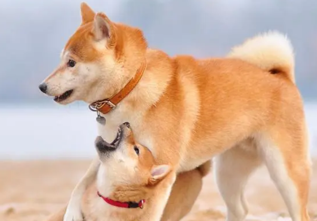 柴犬可以办狗证么？办理狗证的好处居然这么多