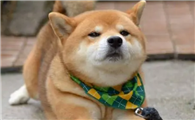 柴犬寿命一般多少年