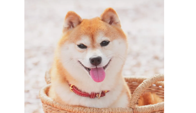 柴犬幼犬可以吃苹果吗?柴犬幼犬吃苹果的好处? 柴犬幼犬可以吃苹果吗?柴犬幼犬吃苹果的好处?