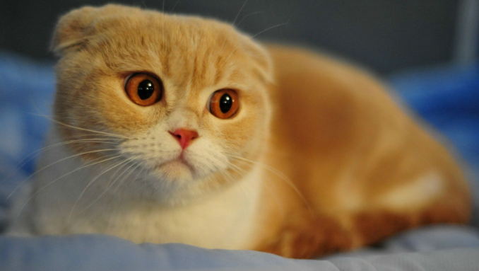 猫肾衰一二三四期怎么区分 猫肾衰一二三四期怎么区分