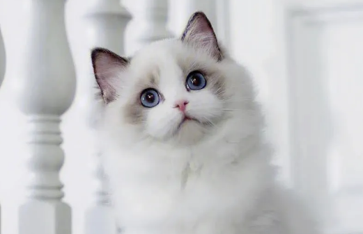 布偶猫为什么这么粘人？布偶猫粘人的原因竟然是这样