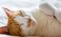 猫猫爱钻被子如何纠正?