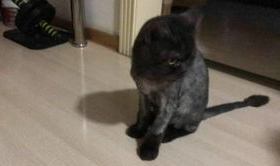 猫咪哈气低吼怎么办?怎么回事? 猫咪哈气低吼怎么办?怎么回事?