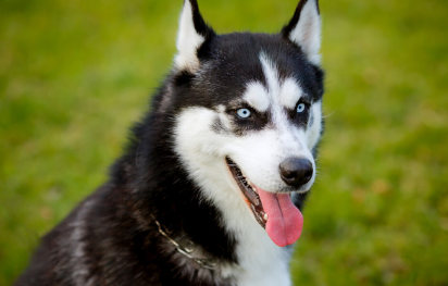哈士奇有没有狼的血统 哈士奇是什么性格的犬种 哈士奇有没有狼的血统 哈士奇是什么性格的犬种