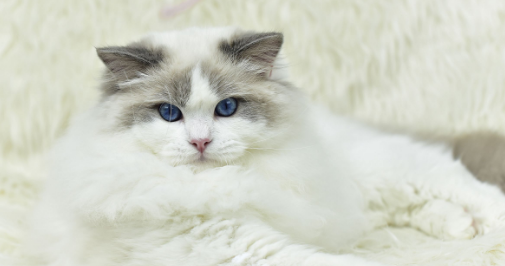 布偶猫毛色定型什么时候?布偶猫毛色定色原来这么久 布偶猫毛色定型什么时候?布偶猫毛色定色原来这么久