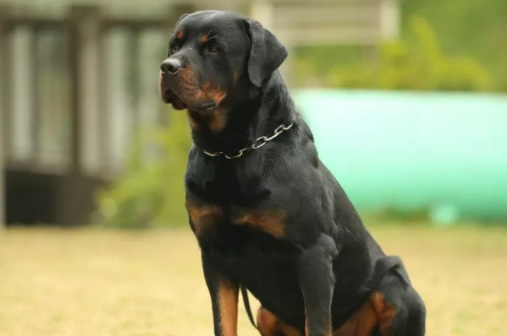 罗威纳犬的性格是怎么样的
