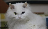 猫得了猫癣怎么办？猫得了猫癣怎么办治疗？