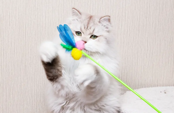 amycarol逗猫棒怎么安装 amycarol逗猫棒怎么安装