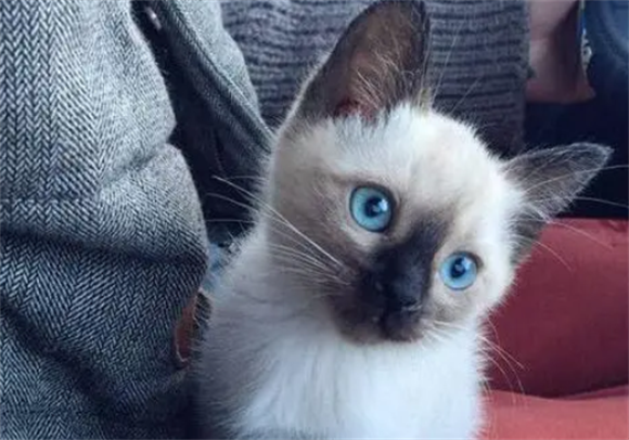 怎么让暹罗猫尿在猫砂？需要训练暹罗猫使用猫砂