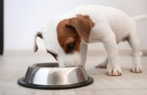 小狗抢食怎么办？