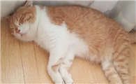 猫咪为什么睡在地板