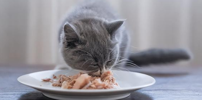 猫护食怎么办?猫护食有什么影响? 猫护食怎么办?猫护食有什么影响?