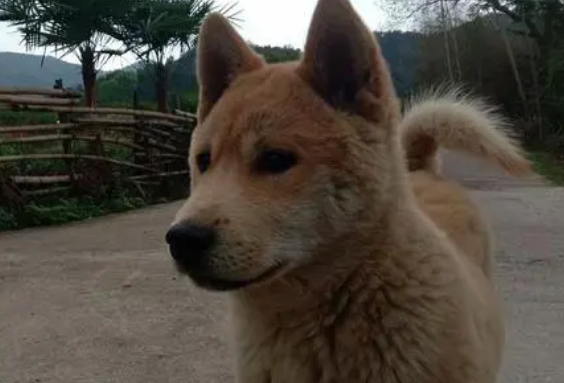 什么样的田园犬最标准 什么样的田园犬最标准