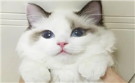 布偶猫什么颜色的最好?布偶猫原来颜色这么多!