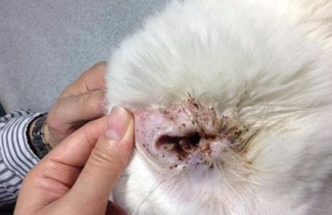 猫耳朵里面有耳螨怎么办