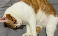 猫咪为什么不在人腿上睡
