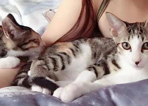 2个月小母猫被骑了怎么办，会发生什么？