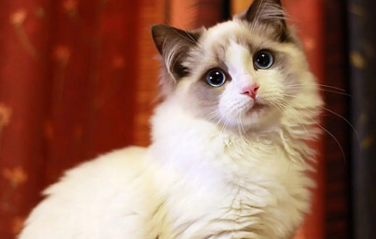 常见的4大布偶猫拉肚子原因竟然是这些 常见的4大布偶猫拉肚子原因竟然是这些