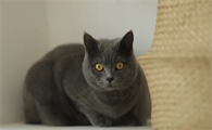 蓝猫寿命一般能活多少年