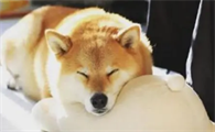 柴犬适合高层养吗 高层养柴犬需要注意这件事