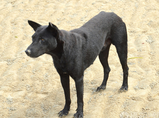 五黑犬一般价格在多少合适