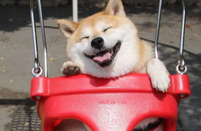 柴犬可以剃毛吗?柴犬剃毛需要注意的三个事项! 柴犬可以剃毛吗?柴犬剃毛需要注意的三个事项!
