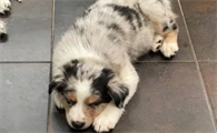 陨石边牧多少钱一只幼犬
