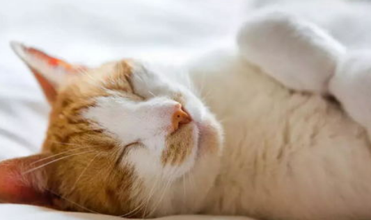 猫猫爱钻被子如何纠正？