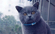 6个月的猫不会跳还恐高,该怎么锻炼它?
