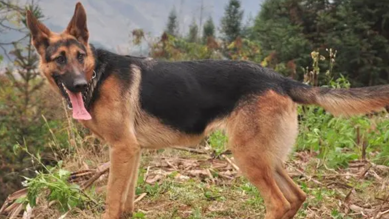 昆明最好的昆明犬舍 昆明最好的昆明犬舍