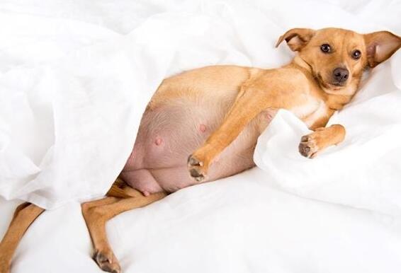 狗狗怀孕了能不能打胎? 狗狗怀孕了能不能打胎?