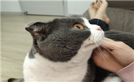 猫膀胱炎，尿不出来怎么办？