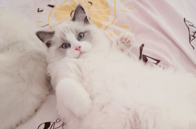 布偶猫吃什么发腮?布偶猫发腮原来这么简单 布偶猫吃什么发腮?布偶猫发腮原来这么简单